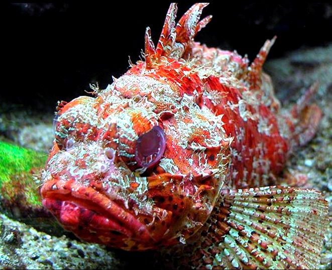 Scorpaena scrofa_05.jpg